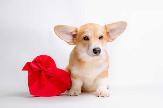 Um filhote de Welsh corgi senta-se com uma caixa de presente em forma de coração em um fundo branco