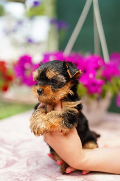 Um filhote fofo de Yorkshire terrier senta-se nas mãos da menina e olha para a frente