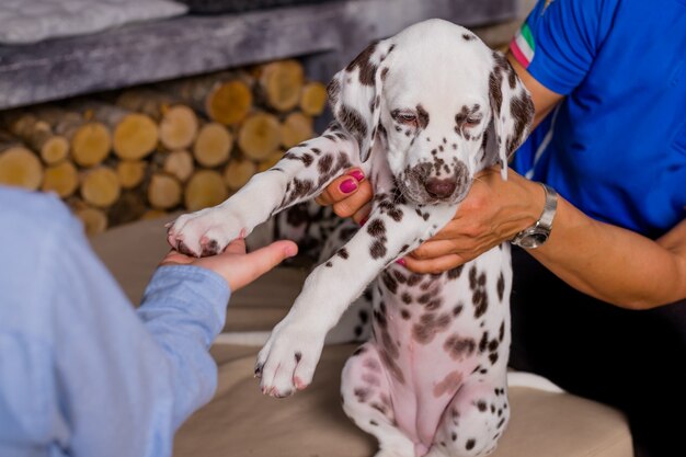 Um filhote pequeno e inteligente dá a pata ao garoto. menino com seu animal de estimação e menino segura a pata dálmata com uma mão. me dê cinco, cachorro