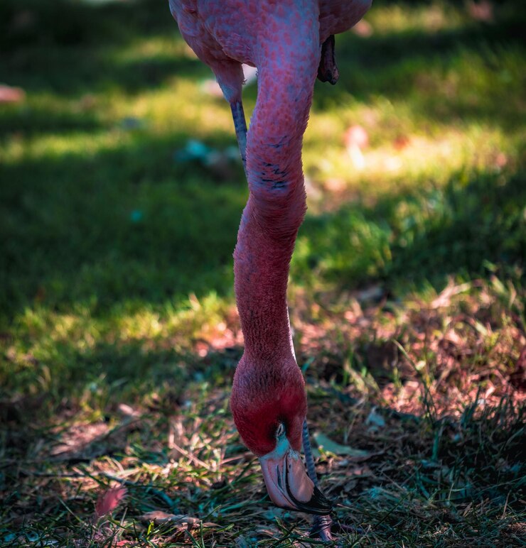 Foto um flamingo adormecido.