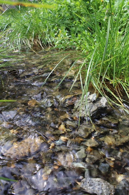 Um fluxo de água com pedras e grama