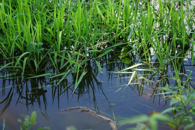 Foto um fluxo de água limpa com grama e luz solar tranquila no campo