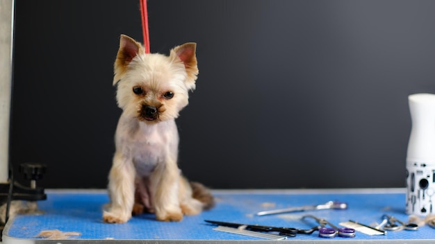 Um fofo Yorkshire terrier está sentado em uma mesa de tosa com hai