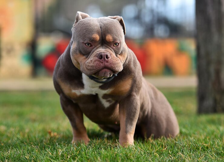 Foto um forte cão bully americano