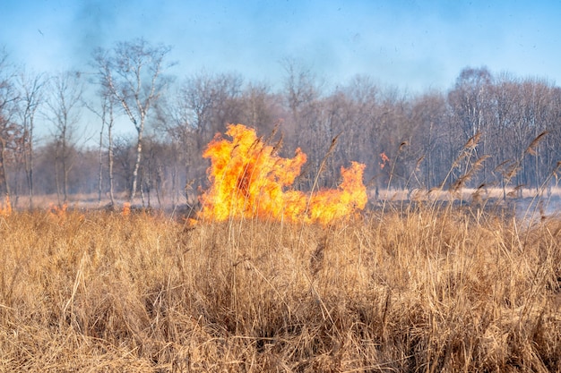 Um forte incêndio se espalha em rajadas de vento pela grama seca