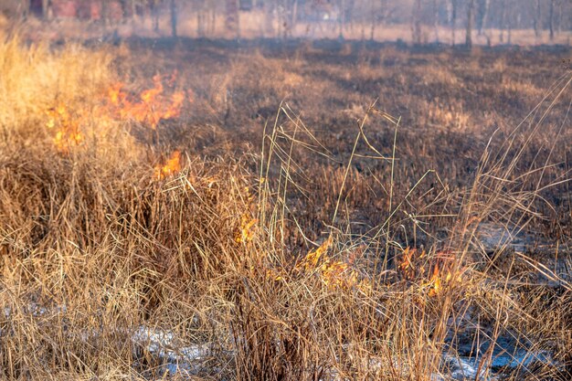 Um forte incêndio se espalha em rajadas de vento pela grama seca