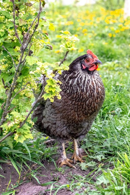 Um frango variado preto no jardim perto de um arbusto de groselha na primavera