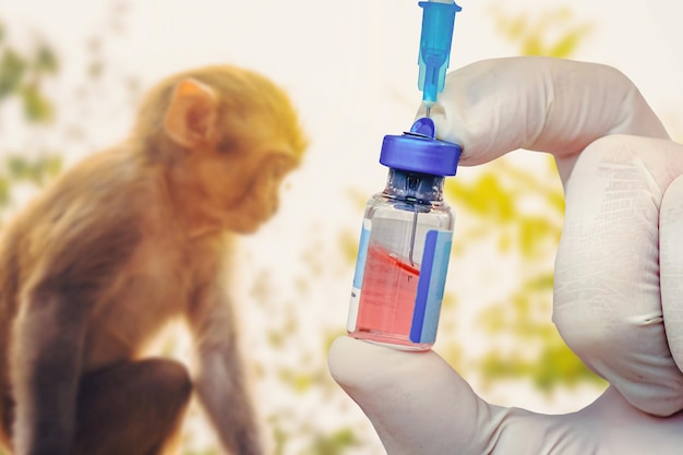 Um frasco de vacina para tubo de ensaio do vírus Monkeypox com uma vacina e uma seringa no fundo de um macaco Medicina veterinária