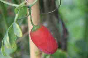 Foto um fruto maduro de ivy gourd ou coccinia em um ramo