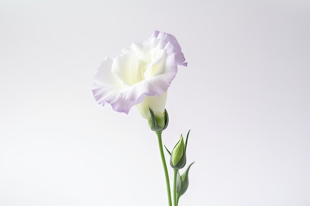 Um fundo branco simples com uma única flor eustoma em plena floração para uma aparência natural elegante