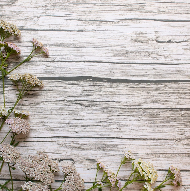 Um fundo de delicadas flores silvestres cor de rosa dispostas em placas envelhecidas. Lugar para texto