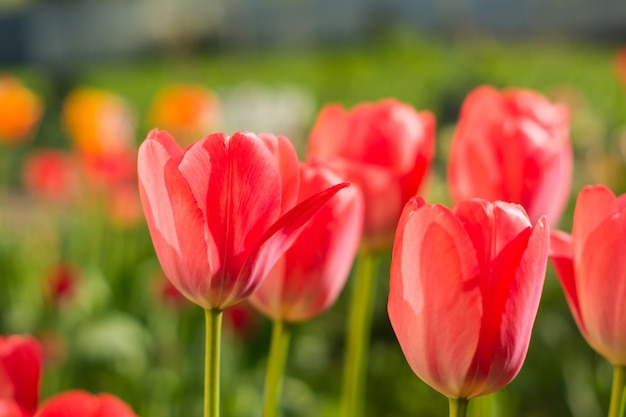 Um fundo de flor de tulipa vermelha brilhante. conceito de primavera ou amor.