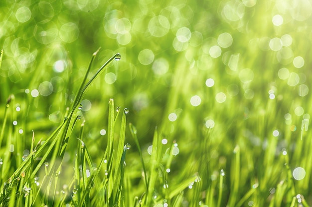 Um fundo de grama verde