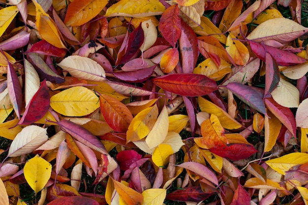 Um fundo natural de folhas de outono brilhantes caídas no chão uma vista superior de laranja vermelho amarelo e ...