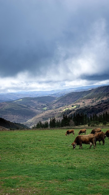 Foto um fundo natural de montanha com vacas em pastagem livre