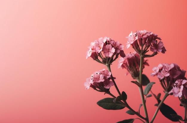 Um fundo rosa com um ramo de flores