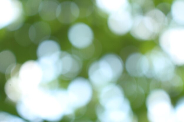 Um fundo verde com um fundo desfocado de folhas
