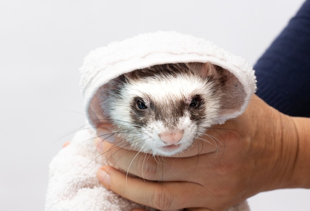 Um furão curioso após o banho olhando ao redor