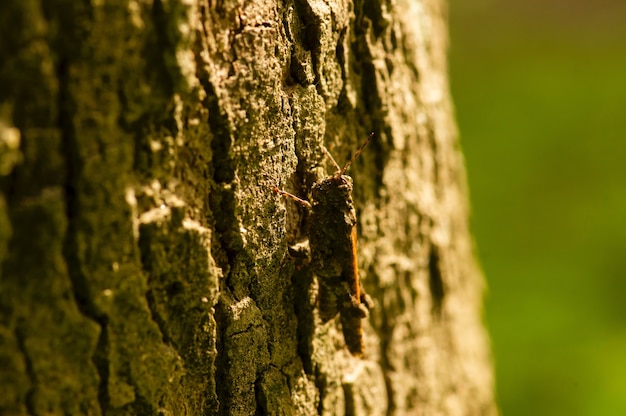 Um gafanhoto cinza-escuro se camufla na casca da árvore