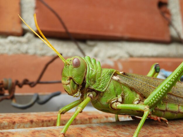 Foto um gafanhoto com um grande corpo verde sentado em uma mesa