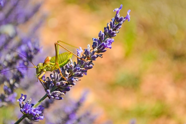 Um gafanhoto em uma flor de lavanda. Provence. França