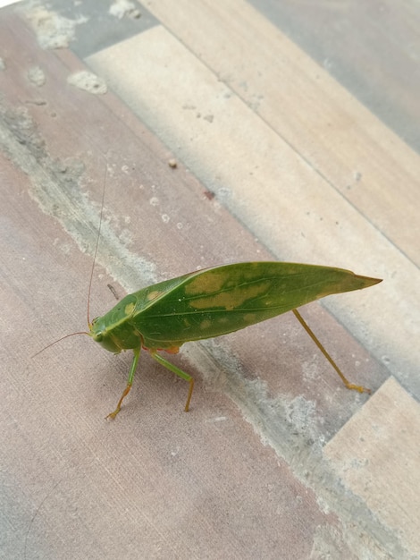 Foto um gafanhoto fica no chão