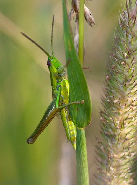 Um gafanhoto verde-claro está escondido na grama perto da temporada de verão