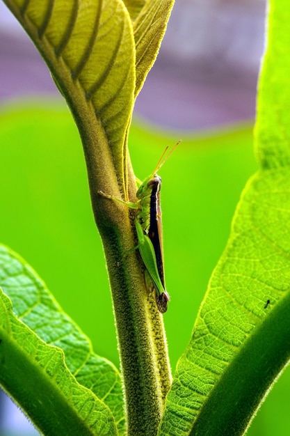 Um gafanhoto verde na folha jovem de teca, foco selecionado.