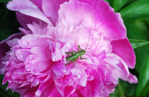 Um gafanhoto verde senta-se em uma flor rosa.