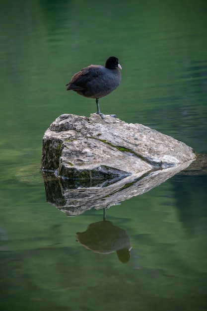 Um galeirão em pé sobre uma pedra no lago