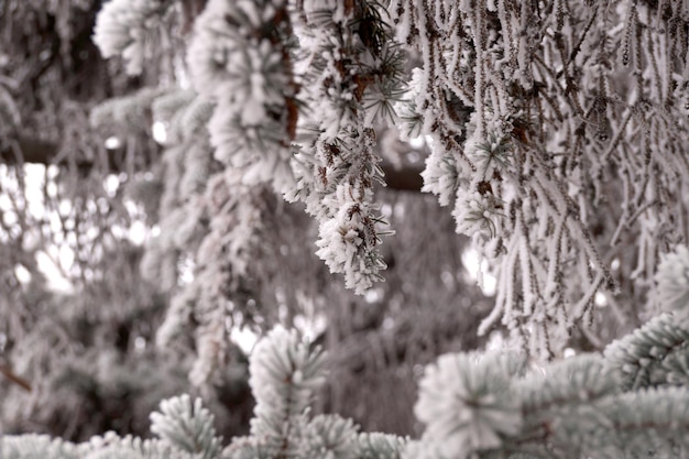 Um galho coberto de geada de um pinheiro no inverno em um parque da cidade