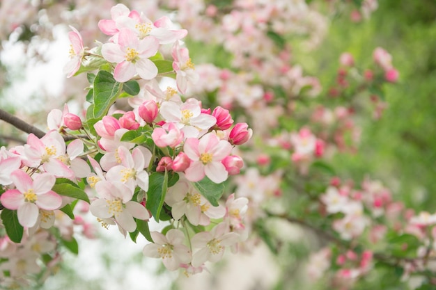 Um galho com flores de sakura um lindo fundo de primavera