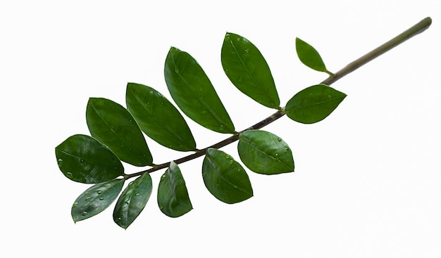 Foto um galho com folhas verdes isoladas em um fundo branco