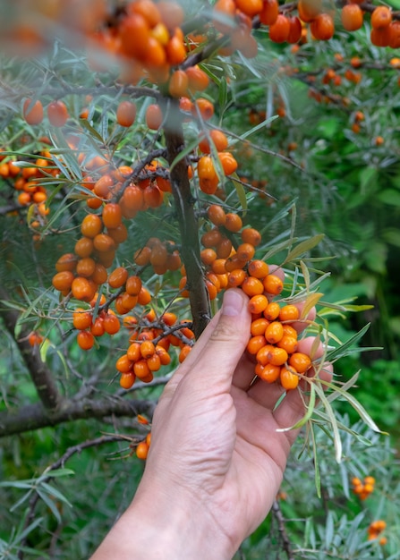 Um galho com frutos maduros de laranja de espinheiro-mar em um jardim rural. A mão de um homem segura um monte de frutas vermelhas. Alimentos saudáveis com vitaminas orgânicas