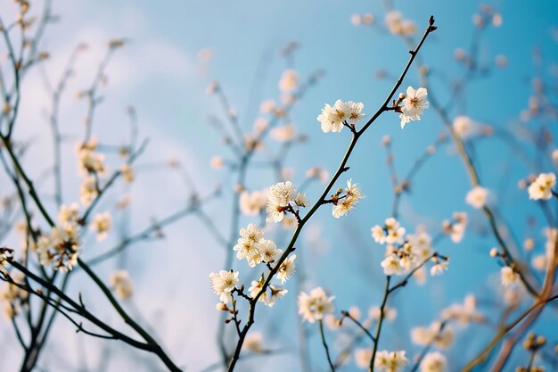 um galho com uma flor branca contra um céu azul