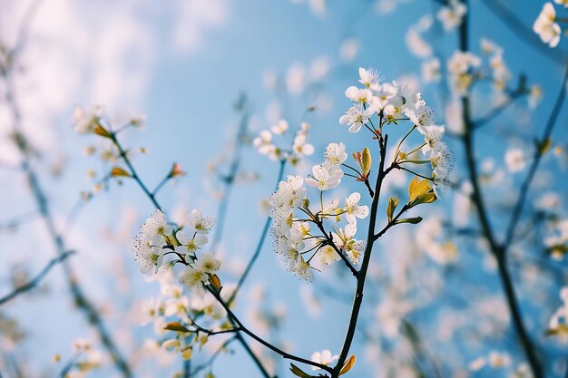 um galho com uma flor branca contra um céu azul