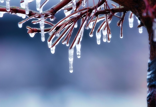 Um galho de árvore coberto de gelo Condições climáticas perigosas