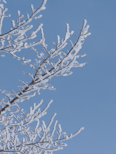 um galho de árvore coberto de gelo contra um céu azul