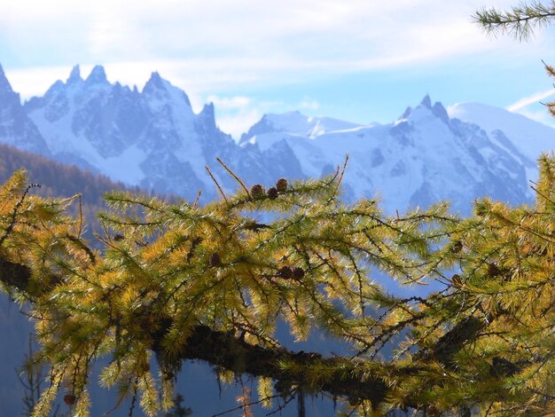 Foto um galho de árvore com as montanhas ao fundo