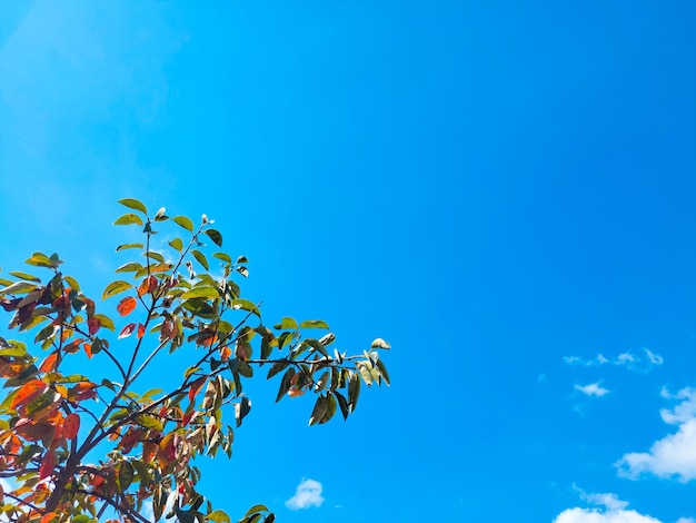 um galho de árvore com caqui de frutas de outono no fundo do céu azul