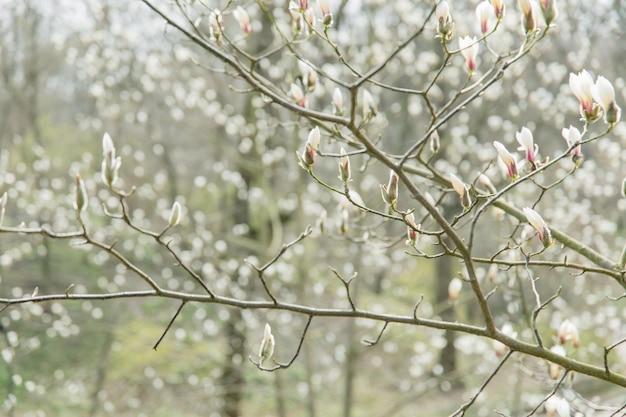 Um galho de árvore com flores brancas e folhas com a palavra magnólia nele.