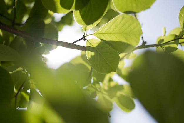 Um galho de árvore com folhas e o sol brilhando através das folhas