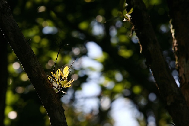 Foto um galho de árvore com folhas e um céu azul ao fundo.