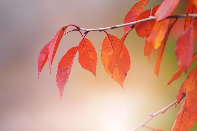 Um galho de árvore com folhas laranja e vermelhas em uma floresta em uma árvore no outono em um dia ensolarado Folhas de outono na floresta