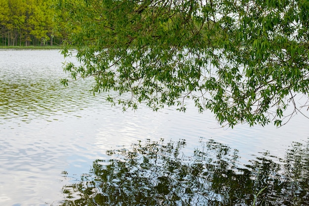 Um galho de árvore com folhas verdes se reflete nas águas claras do rio