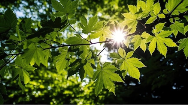 Um galho de árvore com o sol brilhando através das folhas
