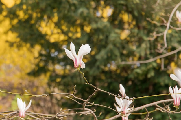 Um galho de árvore com uma flor que está florescendo