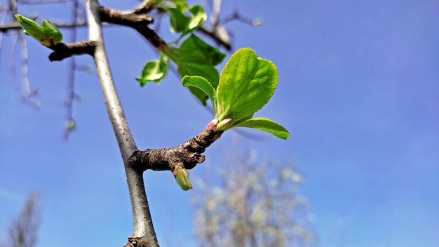 Um galho de árvore com uma folha que diz " primavera ".