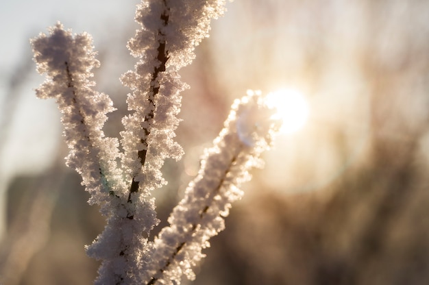 Um galho de árvore de peles no fundo de uma floresta coberta de neve, inverno