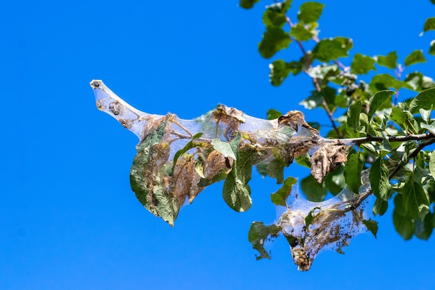 Um galho de árvore em um fundo de céu azul é densamente coberto por teias de aranha, em que as larvas de uma borboleta branca. a árvore é afetada por teias de aranha